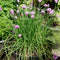 Chives