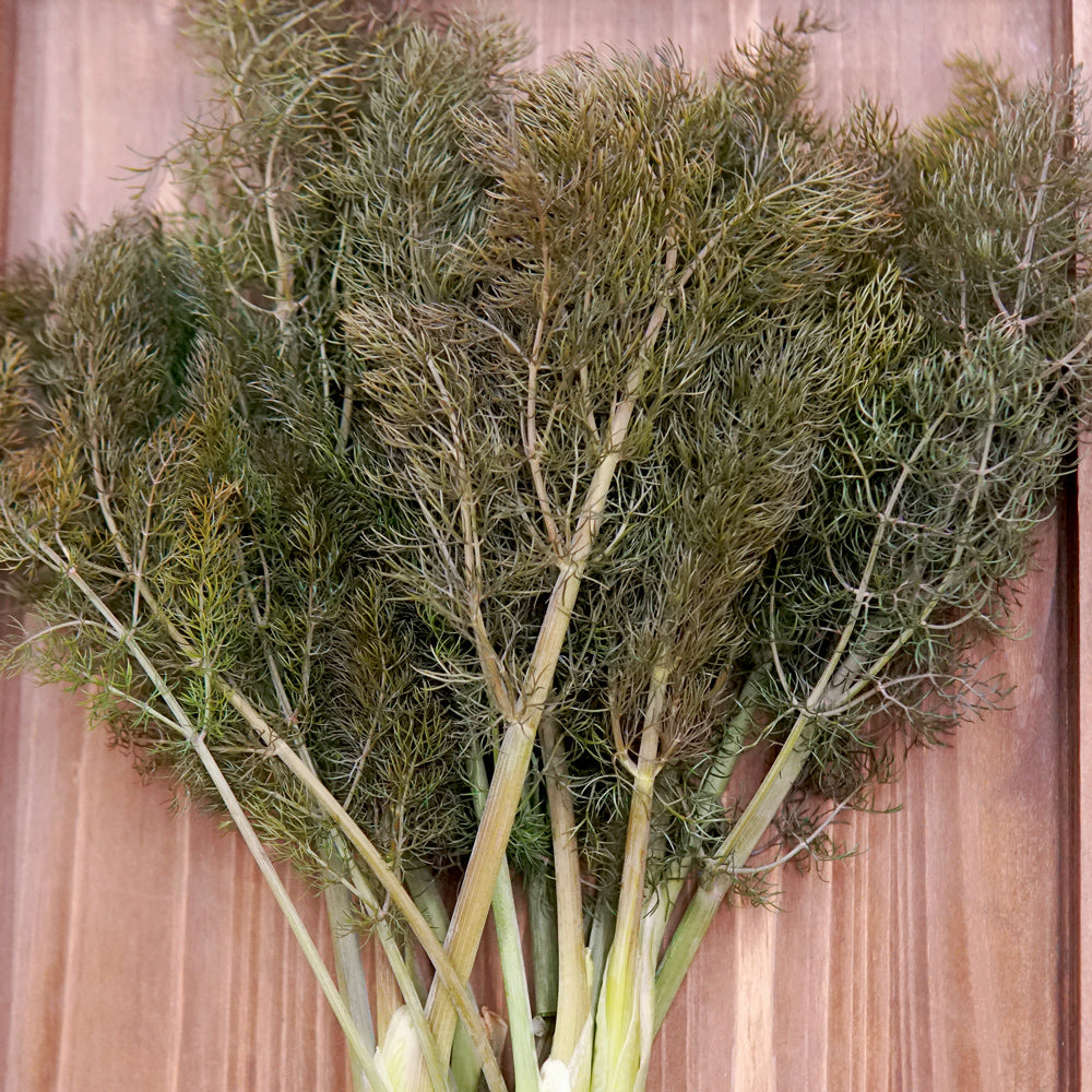 Bronze Fennel Seed Territorial Seed