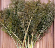 BRONZE FENNEL-FENNEL