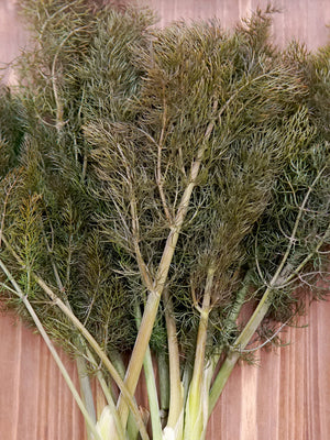 BRONZE FENNEL-FENNEL