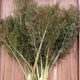 BRONZE FENNEL-FENNEL