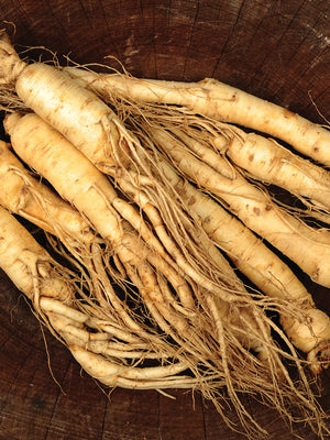 AMERICAN GINSENG-GINSENG