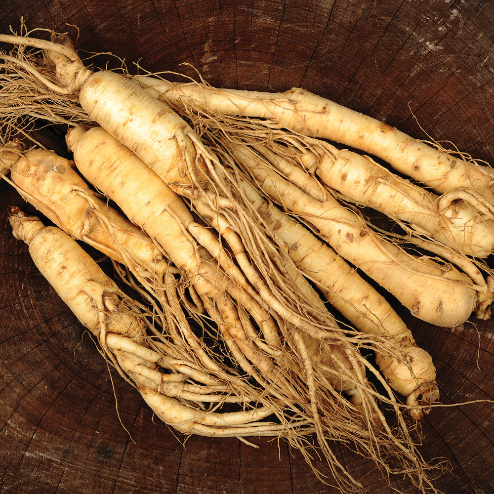 where to buy ginseng seeds for planting Pre-Stratified American Ginseng Root Seed Seeds for Planting 50 Seeds
