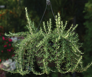 BLUE CASCADE-ROSEMARY