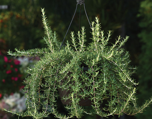 BLUE CASCADE-ROSEMARY