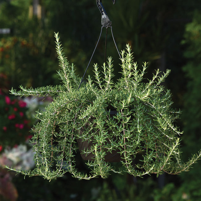 BLUE CASCADE-ROSEMARY