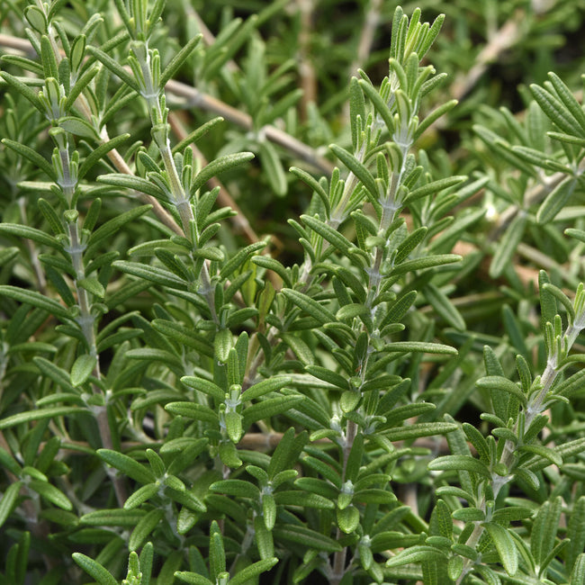 BLUE CASCADE-ROSEMARY