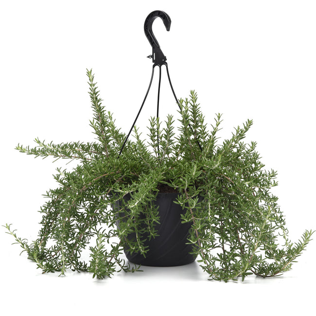 BLUE CASCADE-ROSEMARY