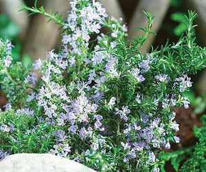 TUSCAN BLUE-ROSEMARY