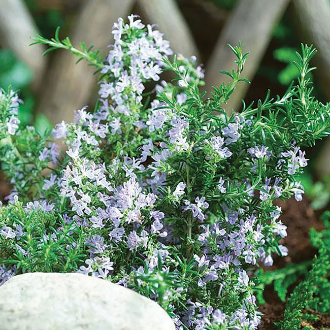 TUSCAN BLUE-ROSEMARY