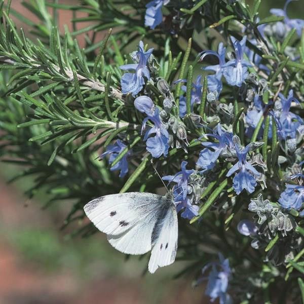 TUSCAN BLUE-ROSEMARY