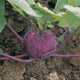 A purple-skinned kohlrabi plant with visible water droplets on the bulb, growing in soil with green leaves surrounding it.