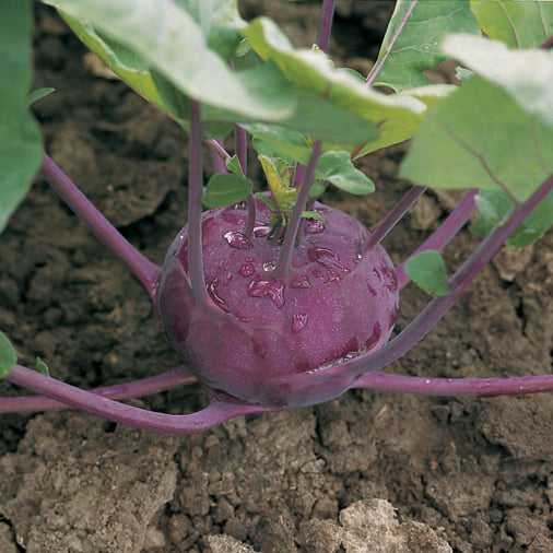 A purple-skinned kohlrabi plant with visible water droplets on the bulb, growing in soil with green leaves surrounding it.