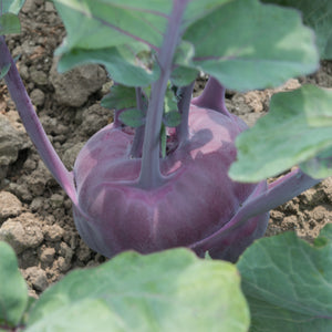 Close up of a Konstance kohlrabi growing in fertile soil.