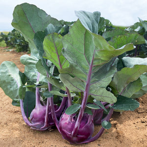 Purple konstance kohlrabi bulbs with large green leaves attached, growing in soil.