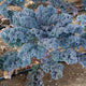 Close-up of purple rubybor kale plants growing in a garden.