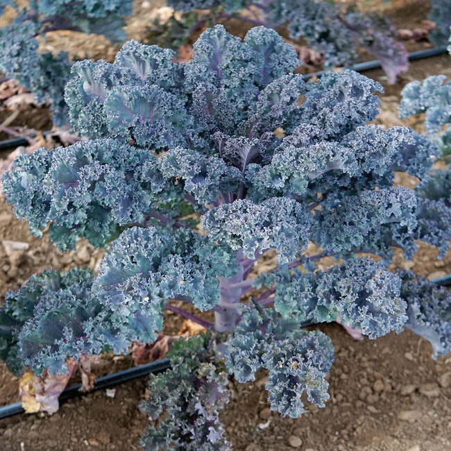 Close-up of purple rubybor kale plants growing in a garden.