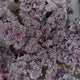 Close-up of purple and green leafy rubybor kale with frost on a gray background