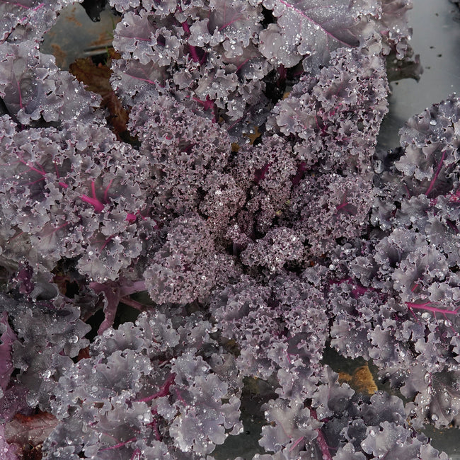 Close-up of purple and green leafy rubybor kale with frost on a gray background