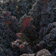 Close-up of dark purple rubybor kale leaves with red veins