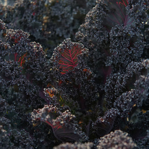 Close-up of dark purple rubybor kale leaves with red veins