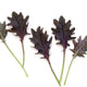 Purple and green kale leaves on a white background