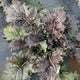Close-up of purple and green KX-1 kale growing in a garden.