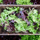 EAZYLEAF® SALAD BLEND-LETTUCE