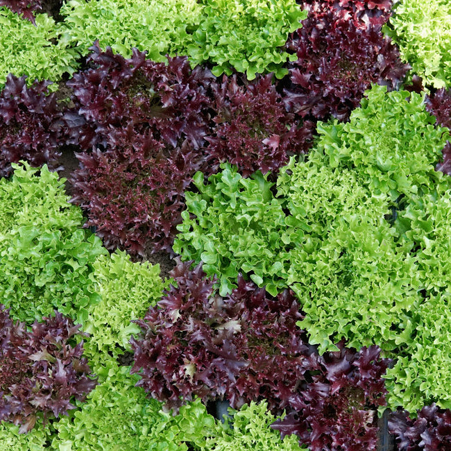 EAZYLEAF® SALAD BLEND-LETTUCE