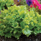LOMA-LETTUCE