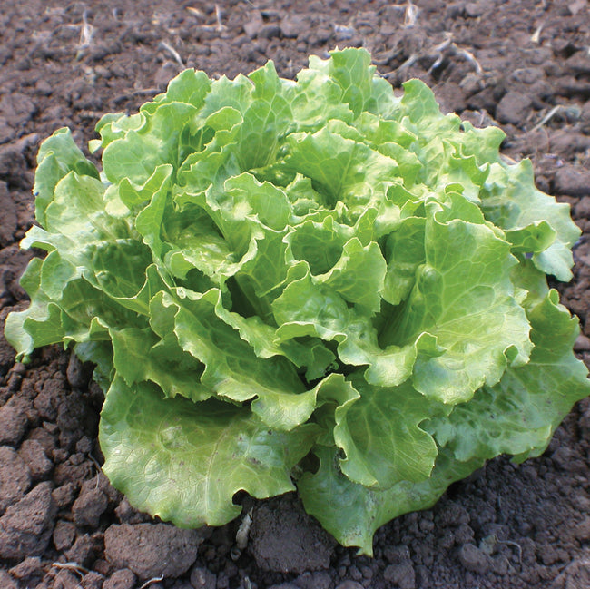 NEVADA-LETTUCE