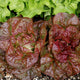 Continuity Lettuce