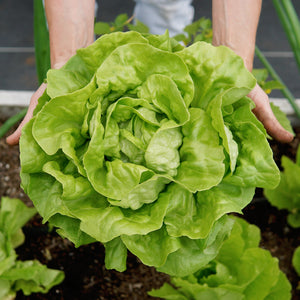 Person holding a large head of green lettuce in a garden setting