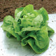 A fresh head of arctic king butterhead lettuce with light green outer leaves and a tight lime green center, placed on a white surface with soil in the background.