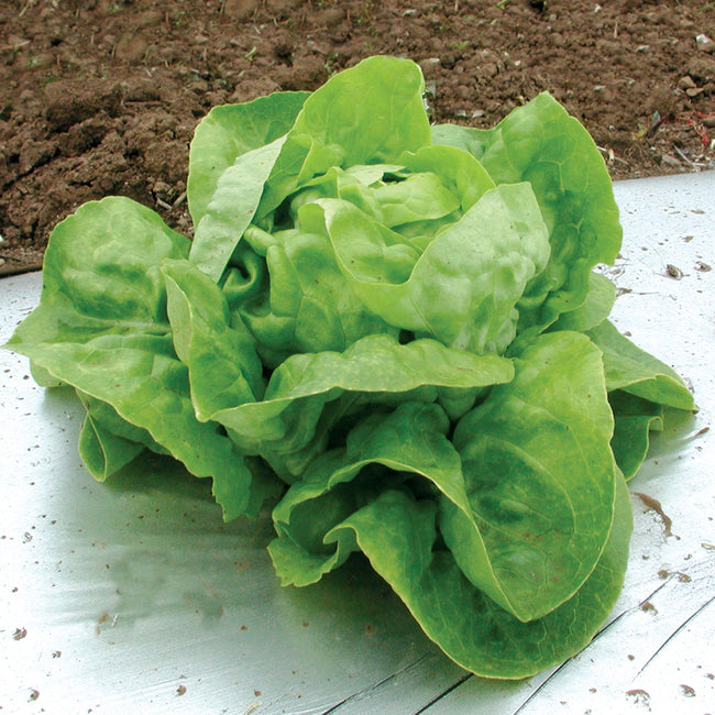 A fresh head of arctic king butterhead lettuce with light green outer leaves and a tight lime green center, placed on a white surface with soil in the background.