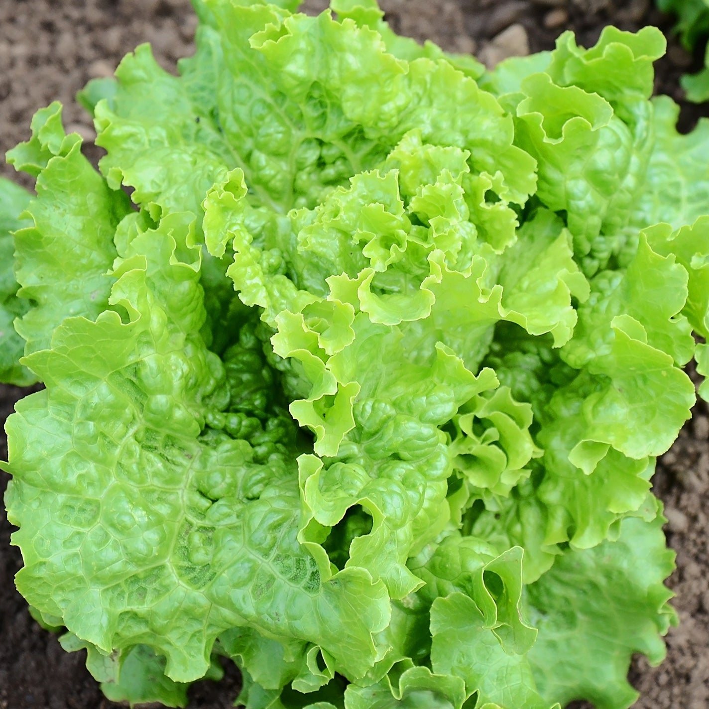 Territorial Seed Company Green Ice Lettuce