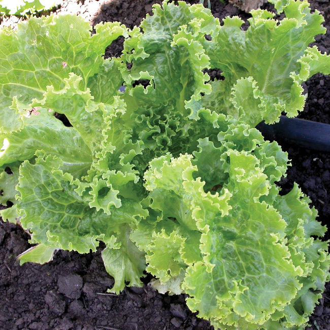 A fresh green ice lettuce plant with wavy, bright green leaves growing in soil.