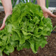 Person holding a large head of green lettuce in a garden setting