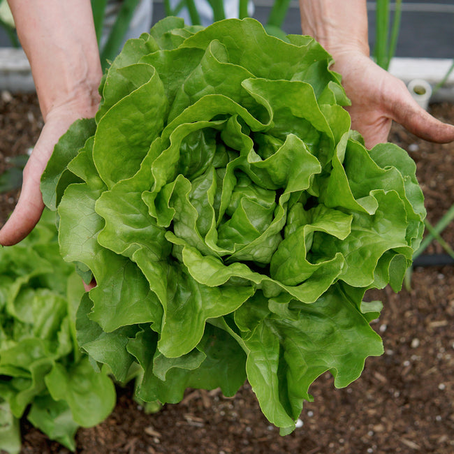 Person holding a large head of green lettuce in a garden setting