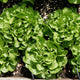Bauer Lettuce