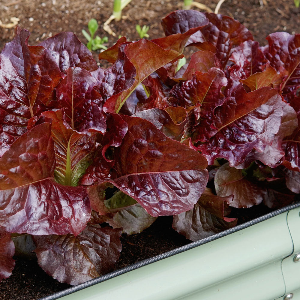 Territorial Seed Company Outredgeous Lettuce - Thumbnail 2