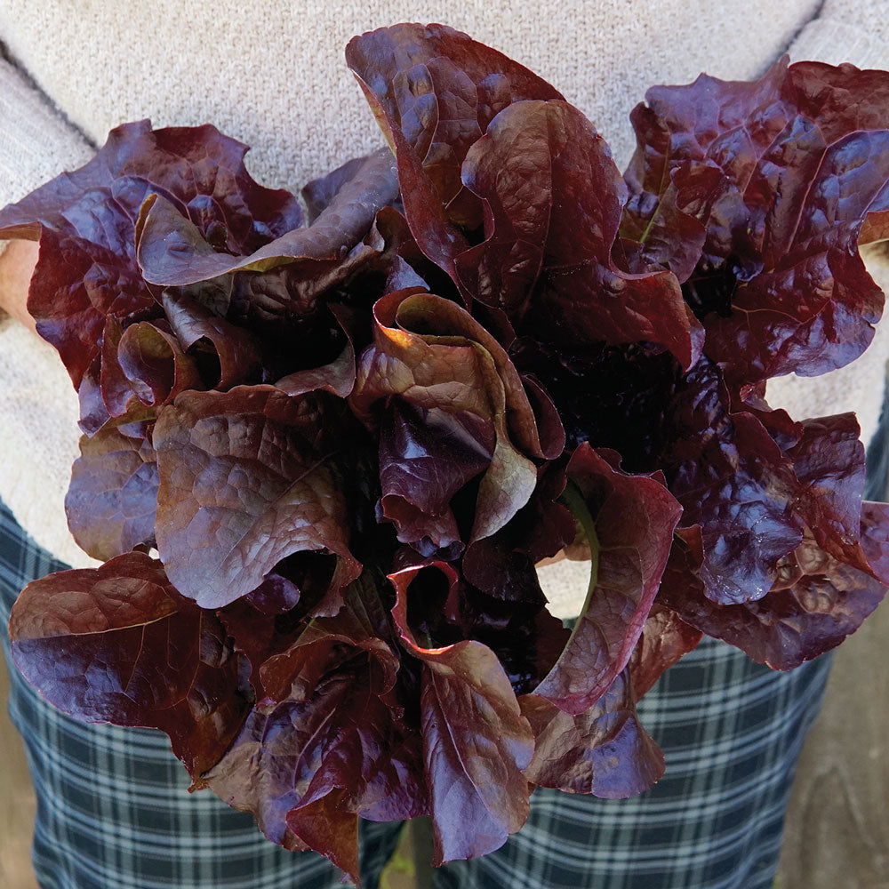 Territorial Seed Company Outredgeous Lettuce