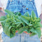 Top view of Green Deer Tongue looseleaf lettuce showcasing olive-green pointed leaves in a pinwheel on white background