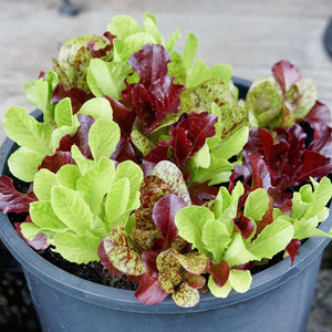 HEAT TOLERANT LETTUCE MIX
