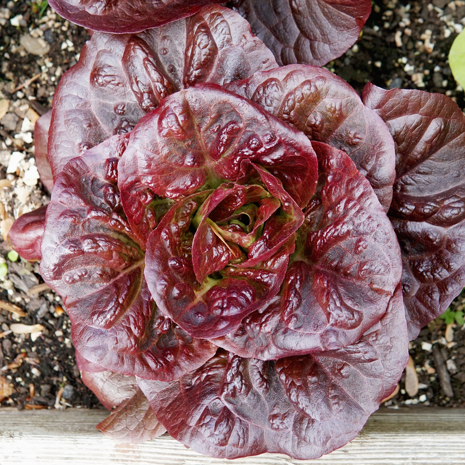 Territorial Seed Company Pomegranate Crunch Romaine Lettuce Seed