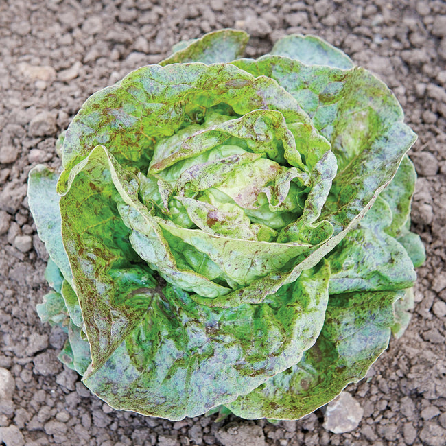 DAISY LAMBERT-LETTUCE