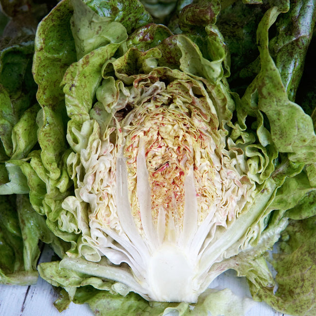 DAISY LAMBERT-LETTUCE