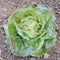 DAISY LAMBERT-LETTUCE