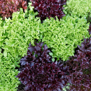 EZFLOR-LETTUCE