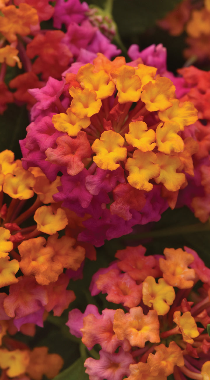 Close-up of Passionfruit lantana cluster showing yellow-to-pink bicolor blooms against dark green leaves